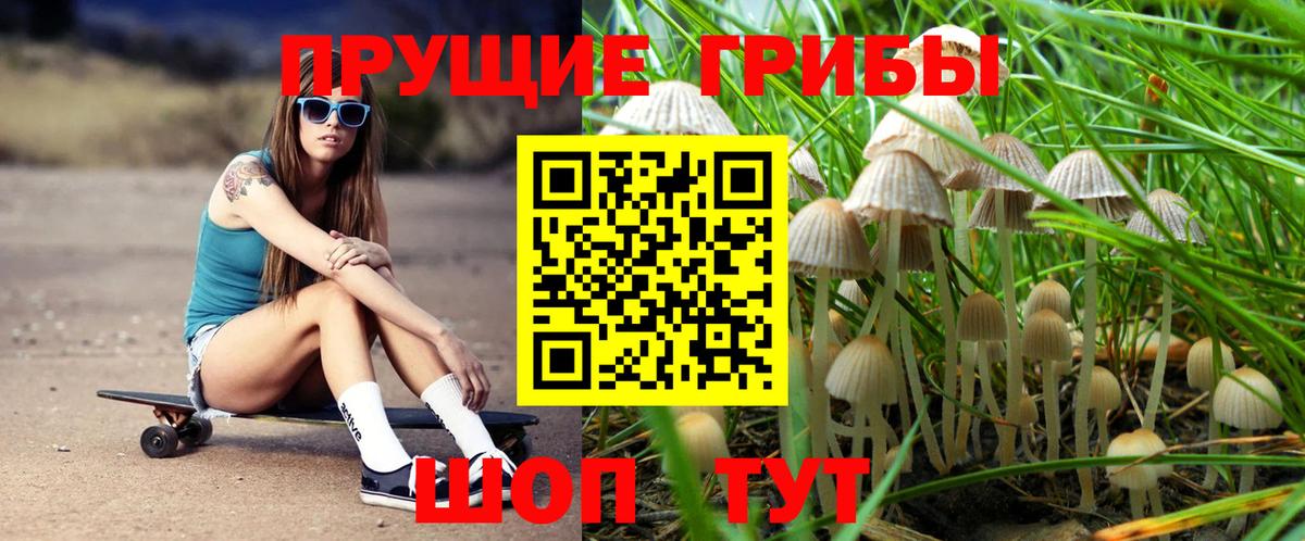 Псилоцибиновые грибы Psilocybine cubensis Кирово-Чепецк